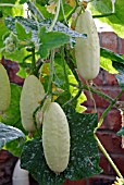 CUCURBITA LONG WHITE PARIS,  (CUCUMBER).