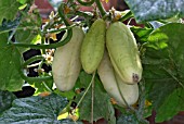 CUCURBITA LONG WHITE PARIS,  (CUCUMBER).