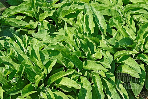 SYMPHYTUM_OFFICINALE__RUSSIAN_COMFREY__READY_FOR_CUTTING_USEFUL_FOR_MAKING_ORGANIC_NUTRIENT_RICH_LIQ