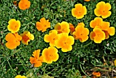 ESCHSCHOLZIA CALIFORNICA MISSION BELLS,  (CALIFORNIAN POPPY).