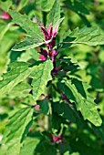 CHENOPODIUM GIGANTEUM,  (TREE SPINACH)