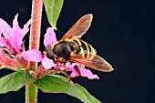 HOVERFLY,  VOLUCELLA SPP,  TAKING NECTAR FROM FLOWER