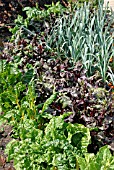 DECORATIVE MIXED VEGETABLE GARDEN IN AUGUST