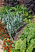 DECORATIVE MIXED VEGETABLE GARDEN IN AUGUST