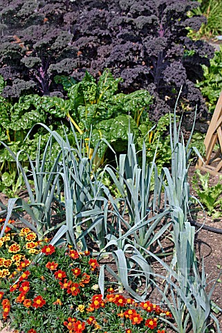 COMPANION_PLANTING_WITH_VEGETABLES__TAGETES__IN_AUGUST