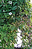 HEDGE BINDWEED,  (CONVOLVULUS SEPIUM),  SMOTHERS PLUM TREE
