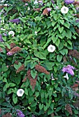 HEDGE BINDWEED,  (CONVOLVULUS SEPIUM),  COVERS BUDDLEIA BUSH.