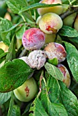 BROWN ROT ON PLUMS (PRUNUS DOMESTICA)