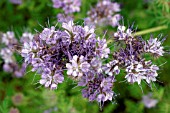 GREEN MANURE PHACELIA,  CLOSE UP OF FLOWERS