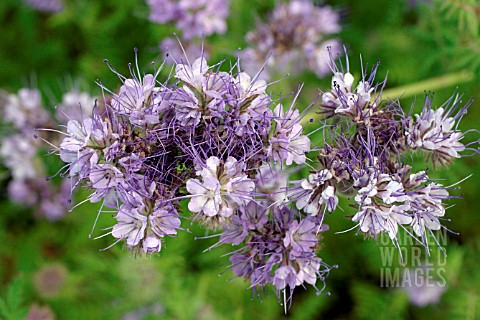 GREEN_MANURE_PHACELIA__CLOSE_UP_OF_FLOWERS