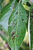 CORYNEUM BLIGHT / SHOT HOLE,  (STIGMINA CARPOPHILA),  ON CHERRY LEAF