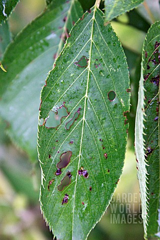 CORYNEUM_BLIGHT__SHOT_HOLE__STIGMINA_CARPOPHILA__ON_CHERRY_LEAF