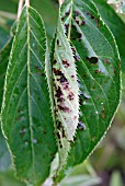 CORYNEUM BLIGHT / SHOT HOLE,  (STIGMINA CARPOPHILA),  ON CHERRY LEAF