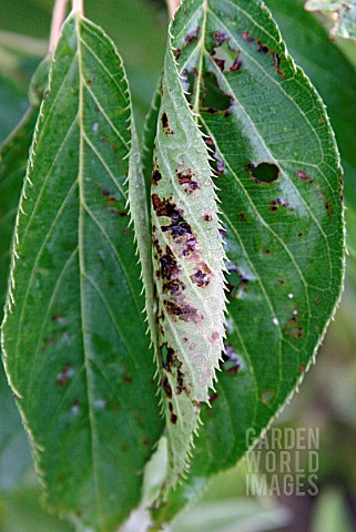 CORYNEUM_BLIGHT__SHOT_HOLE__STIGMINA_CARPOPHILA__ON_CHERRY_LEAF