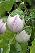 SOLANUM MELONGENA ROSA BIANCO,  (AUBERGINE),  RIPENING ON PLANT.