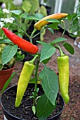 CAPSICUM ANNUUM RING OF FIRE,  (CHILLI PEPPER),  MATURING PLANT.