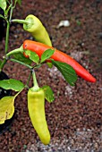 CAPSICUM ANNUUM RING OF FIRE,  (CHILLI PEPPER).