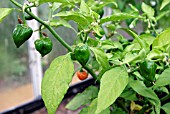 CAPSICUM ANNUUM TROPICAL HEAT,  (CHILLI PEPPER),  MATURING.