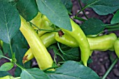 CAPSICUM ANNUUM HUNGARIAN HOT WAX,  (CHILLI PEPPER),   MATURE.