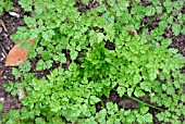 ANTHRISCUS CEREFOLIUM,  (CHERVIL).