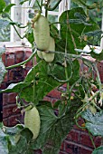 CUCURBITA LONG WHITE PARIS,  (CUCUMBER),  IN GREENHOUSE.