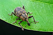 VINE WEEVIL,  OTIORHYNCHUS SULCATUS,  ON LEAF AT NIGHT