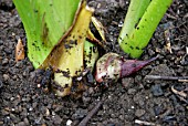 COLOCASIA ESCULENTA,  (TARO),  ROOT CLOSE UP.