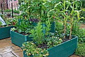 PATIO PLANTERS WITH MIXED VEGETABLES IN AUGUST.