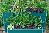 PATIO PLANTERS WITH MIXED VEGETABLES IN AUGUST.