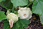 CUCURBITA CUSTARD WHITE,  (MARROW),  DEVELOPING ON PLANT.