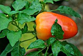 CAPSICUM ANNUUM ANTICHI,  (PEPPER).