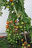 LYCOPERSICON ESCULENTUM GARDENERS DELIGHT,  (TOMATO),  WITH RIPENING TRUSSES.