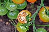 SLUG DAMAGE TO RIPE TOMATO,  (LYCOPERSICON ESCULENTUM).