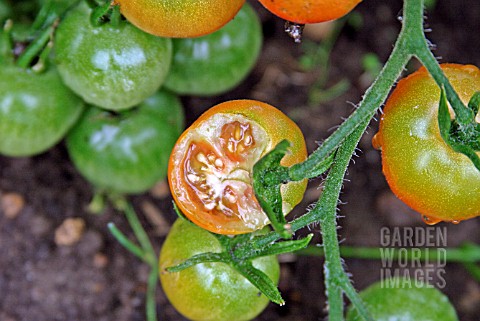 SLUG_DAMAGE_TO_RIPE_TOMATO__LYCOPERSICON_ESCULENTUM