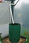 WATER BUTT COLLECTS RAIN FROM POLYTUNNEL ROOF