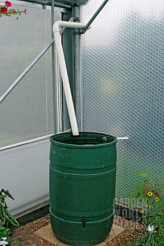 WATER_BUTT_COLLECTS_RAIN_FROM_POLYTUNNEL_ROOF