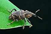 VINE WEEVIL,  OTIORHYNCHUS SULCATUS,  ON LEAF AT NIGHT