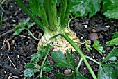 APIUM GRAVEOLENS SUBSP. RAPACEUM PRESIDENT,  (CELERIAC)