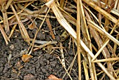 POTATO BLIGHT CONTROL,  CUT TOPS TO GROUND LEVEL AND COVER WITH STRAW.