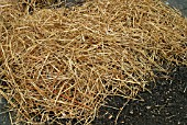 POTATO BLIGHT CONTROL,  CUT TOPS TO GROUND LEVEL AND COVER WITH STRAW.