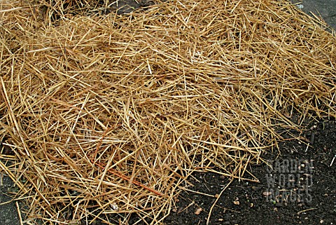 POTATO_BLIGHT_CONTROL__CUT_TOPS_TO_GROUND_LEVEL_AND_COVER_WITH_STRAW