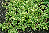 PORTULACA OLERACEA,  (PURSLANE),  LEAF VEGETABLE.