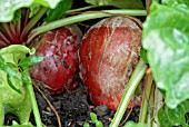 BETA VULGARIS SUBSP. VULGARIS BARBABIETOLA DI CHIOGGIA,  (BEETROOT).