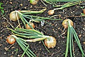 ALLIUM CEPA GOLDEN BEAR F1,  (ONION). MATURE ONIONS IN GROUND. VERY TOLERANT TO DOWNY MILDEW.