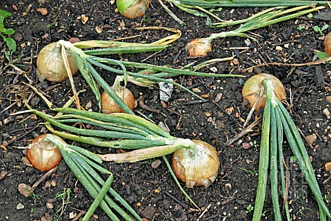 ALLIUM_CEPA_GOLDEN_BEAR_F1__ONION_MATURE_ONIONS_IN_GROUND_VERY_TOLERANT_TO_DOWNY_MILDEW