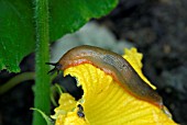 KEELED SLUG,  (MILAX SPP),  EATING MARROW FLOWER.