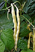 PHASEOLUS VULGARIS NECTAR GOLD,  (CLIMBING FRENCH BEAN).