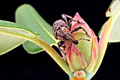 VINE WEEVIL (OTIORHYNCHUS SULCATUS) ON RHODODENDRON