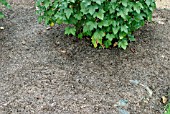 NEWSPAPER & CHOPPED HAY MULCH SPREAD AROUND FRUIT BUSHES.