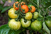 LYCOPERSICON ESCULENTUM TIGERELLA,  (TOMATO),  RIPENING FRUIT.